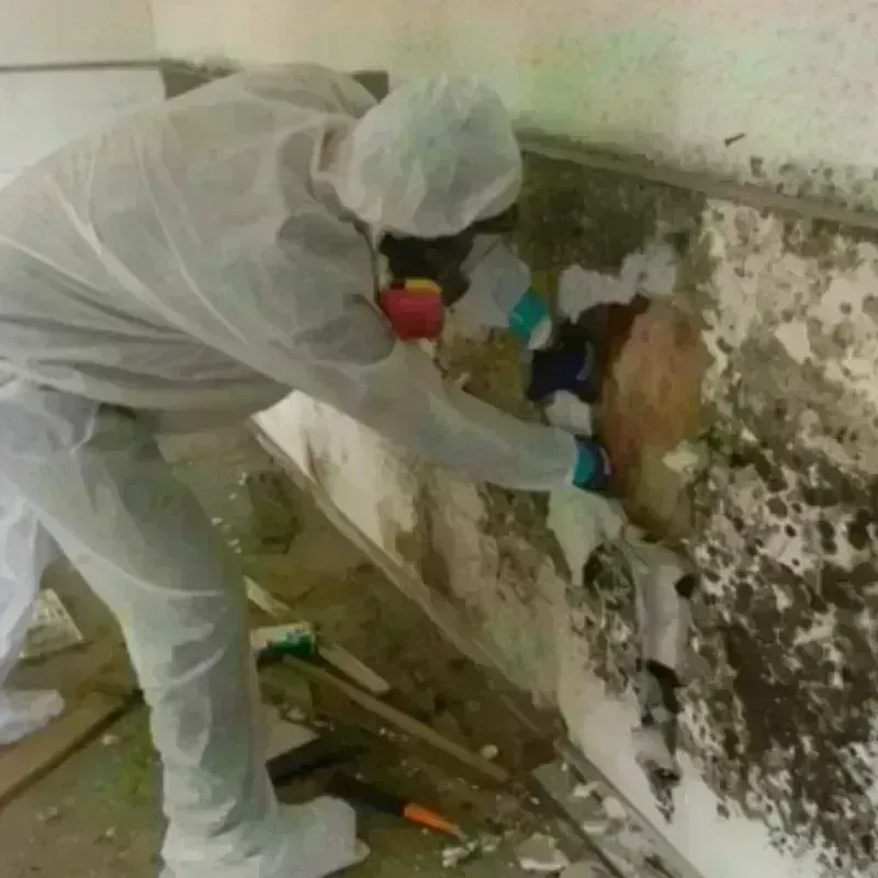 Mold Remediation and Removal in Washington County, TX